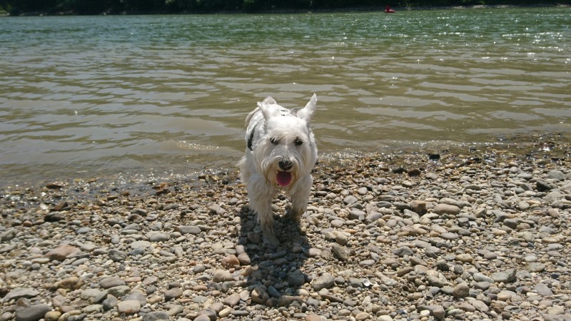 A segédasszisztens egy Zia nevű fehér törpe schnauzer kutya, aki itt a vízparton van éppen